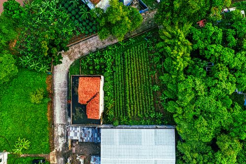 Free Drone view of verdant plantation surrounded with trees with fresh green foliage in daytime Stock Photo