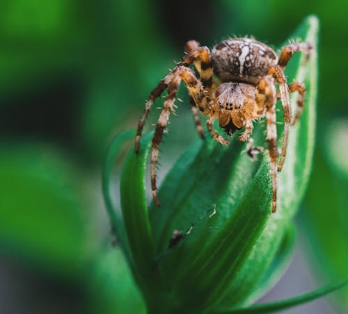 Flachfokus Fotografie Der Braunen Spinne