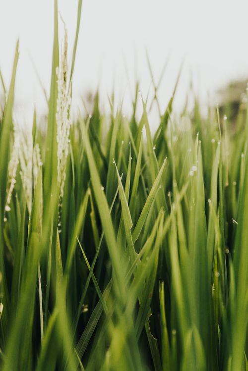 Free Vibrant green grass blades close-up photographed outdoors in Bali, Indonesia. Stock Photo