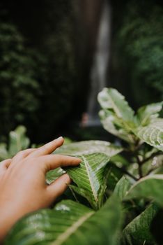 一只手轻轻抚摸着印度尼西亚巴厘岛瀑布旁充满活力的绿叶