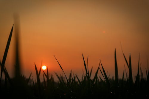 Ücretsiz akşam karanlığı, arkadan aydınlatılmış, çim içeren Ücretsiz stok fotoğraf Stok Fotoğraflar