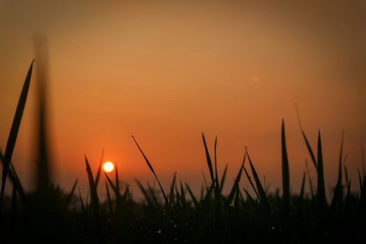 A peaceful silhouette of grass with a beautiful sunset background.
