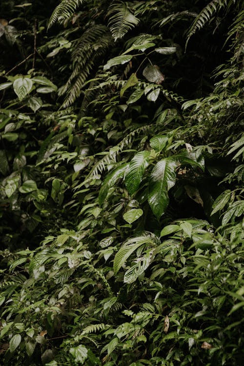 Kostnadsfri bild av gröna löv, lövverk, miljö