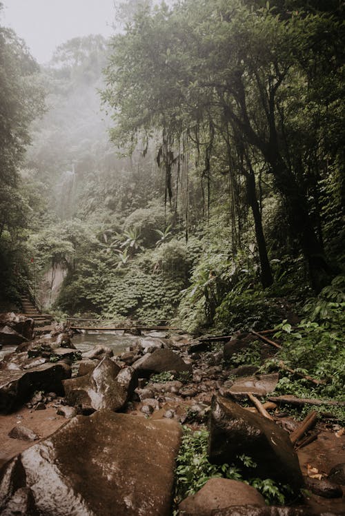 Foto d'estoc gratuïta de arbres verds, bosc, formació rocosa