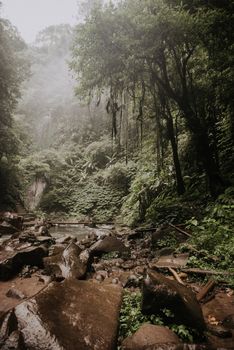 探索巴厘岛丛林景观的宁静之美，那里有郁郁葱葱的树木和雾气缭绕的溪流