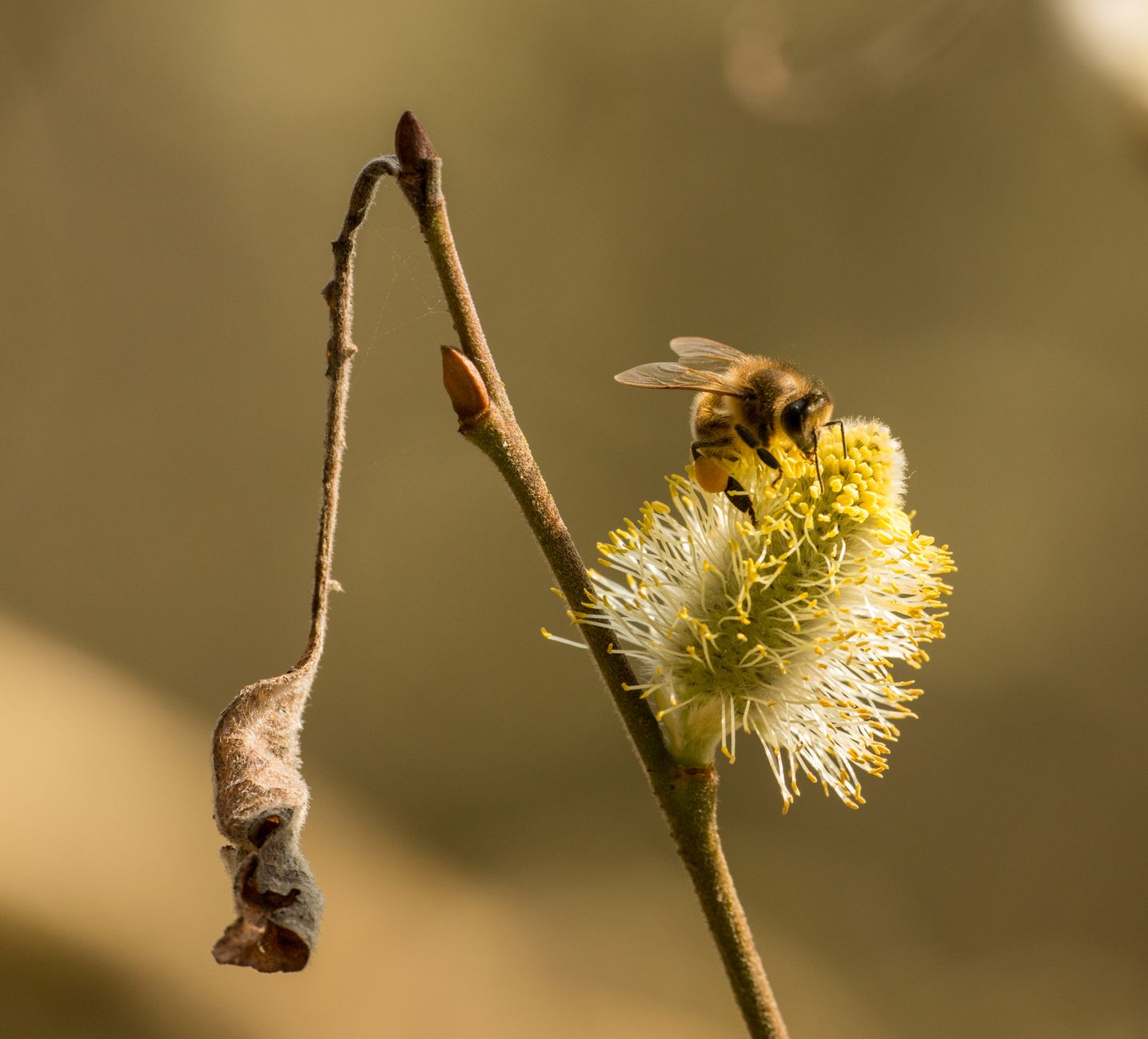 Die Wildbiene