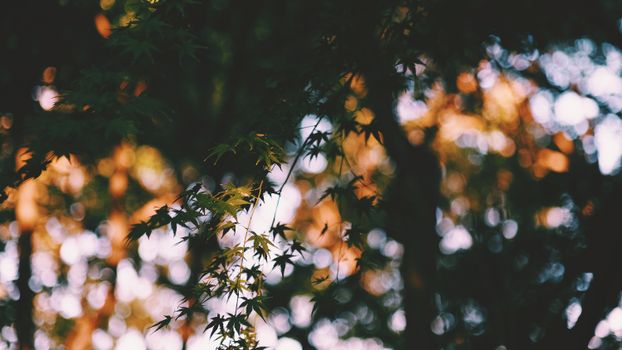Gentle maple leaves with a warm, dreamy bokeh effect in a natural setting.