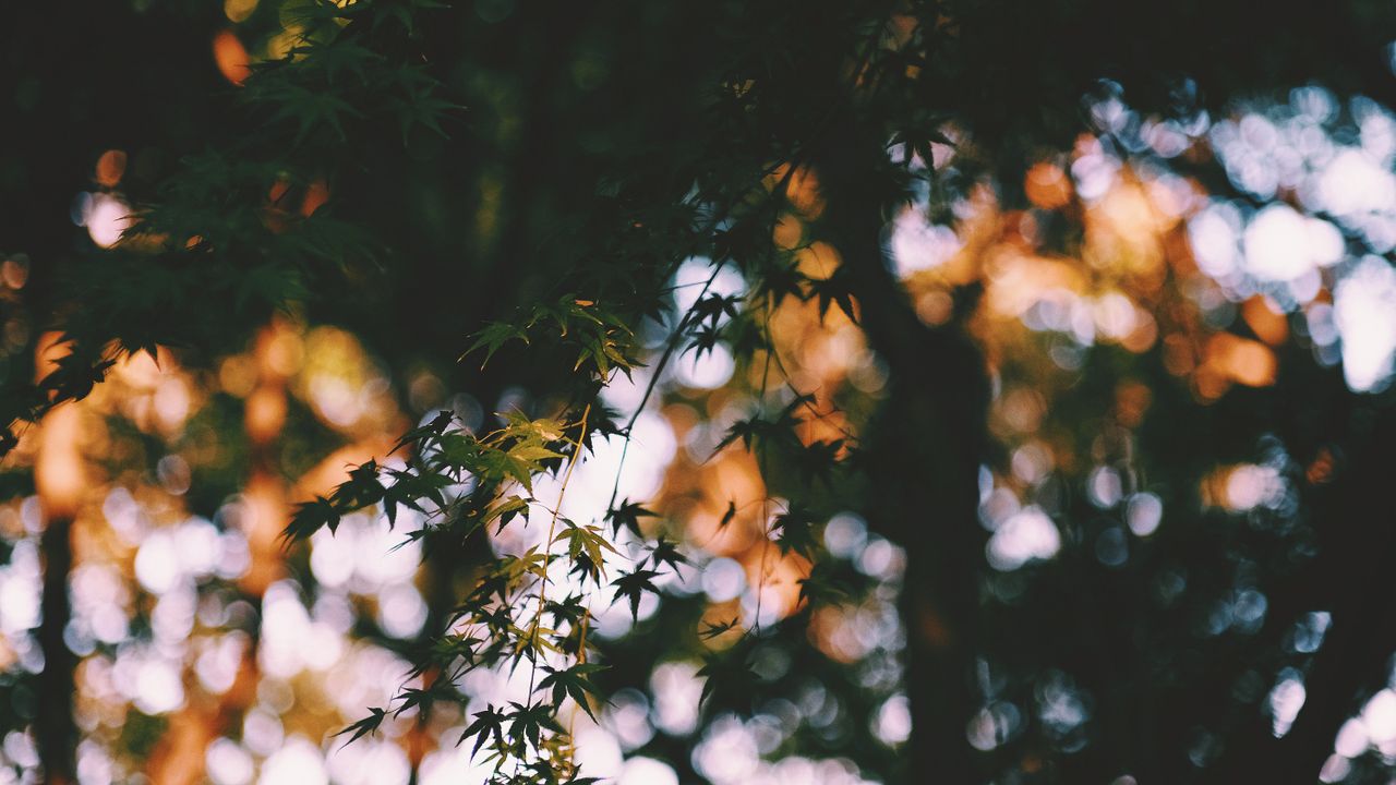 gentle maple leaves with a warm dreamy bokeh effect in a natural setti
