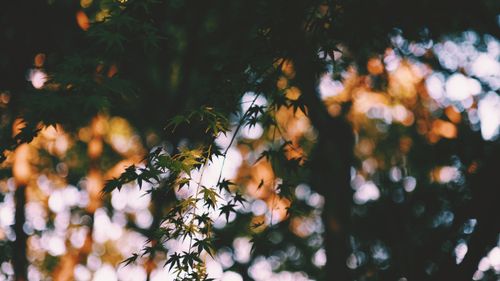 Free Gentle maple leaves with a warm, dreamy bokeh effect in a natural setting. Stock Photo