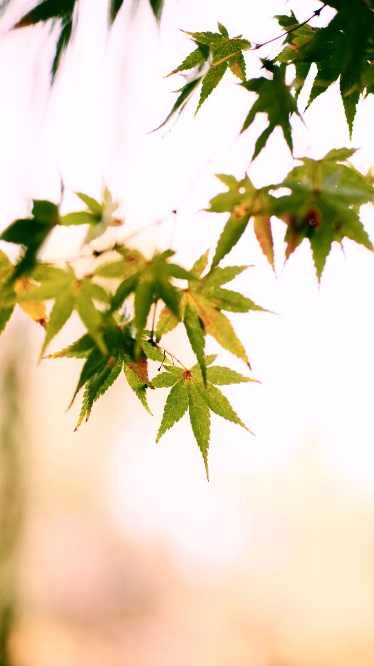 Detailed shot of green and orange maple leaves in autumn with blurred background.