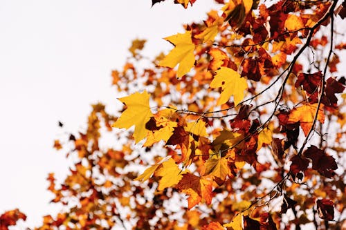 Gratis Immagine gratuita di acero, albero, autunno Foto a disposizione