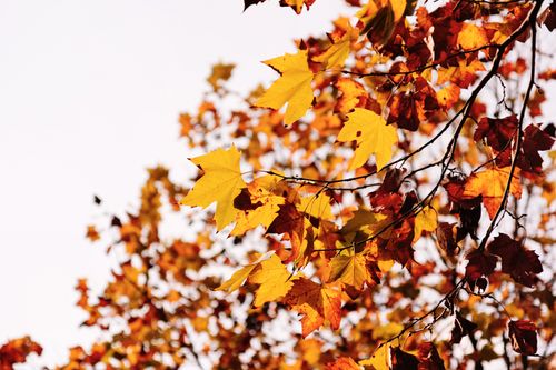 Free Close-up of colorful autumn maple leaves in bright yellow and orange against a clear sky. Stock Photo