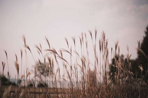 Free Serene landscape of a countryside field with tall grass swaying under a cloudy sky. Stock Photo