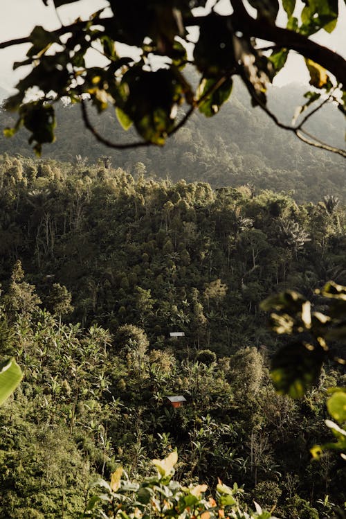 Aerial Photography of Green Trees in the Forest