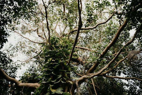 Arbre Brun Et Vert