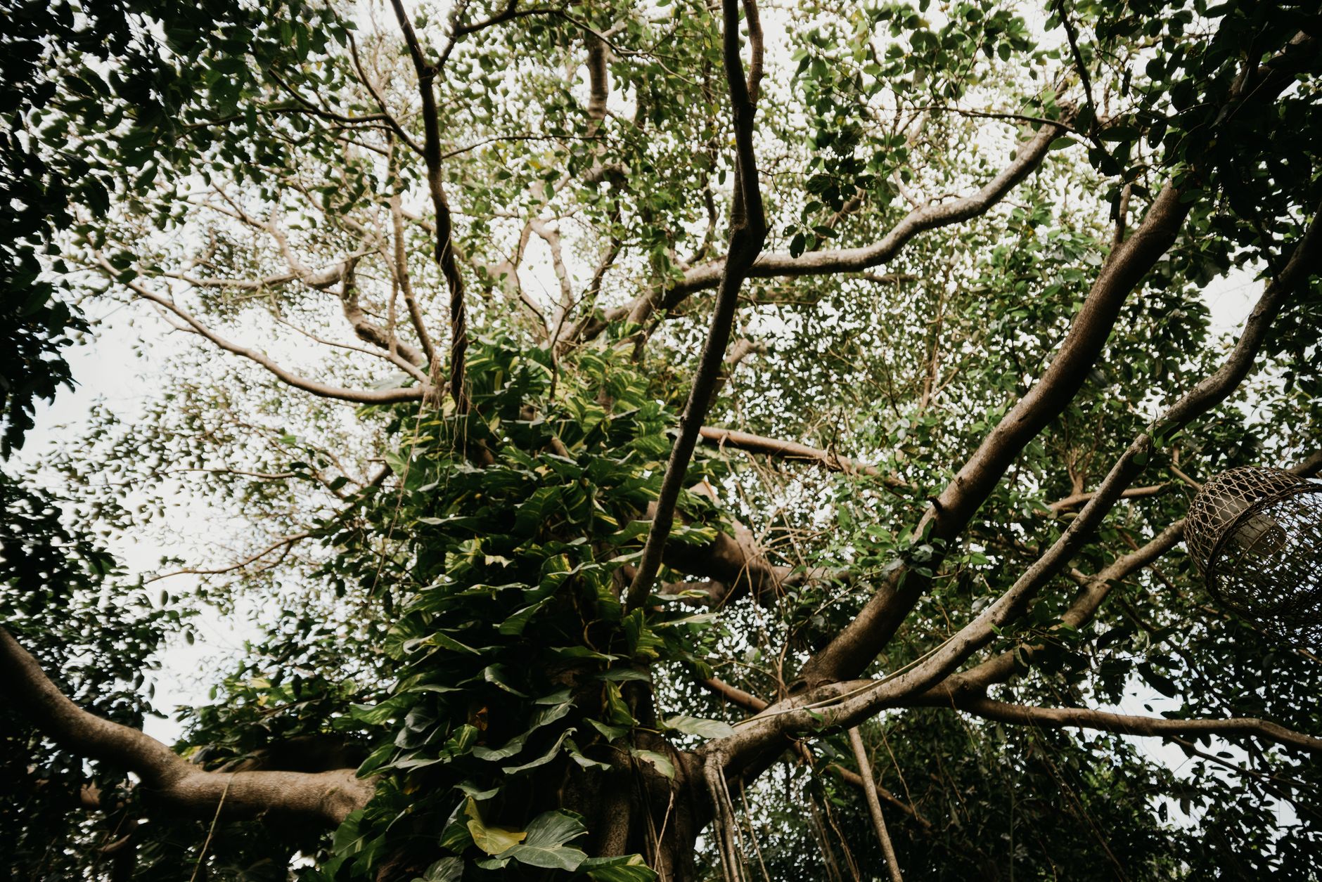 A majestic upward view of a lush tree canopy in a Vietnamese forest.