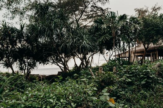 Iriomote jungle kayak — Okinawa