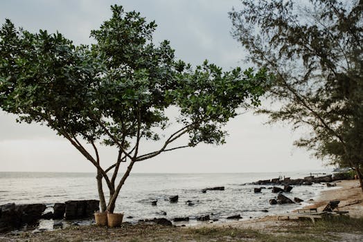 Serene beach with lush greenery and rocky shore in Phu Quoc, Vietnam.