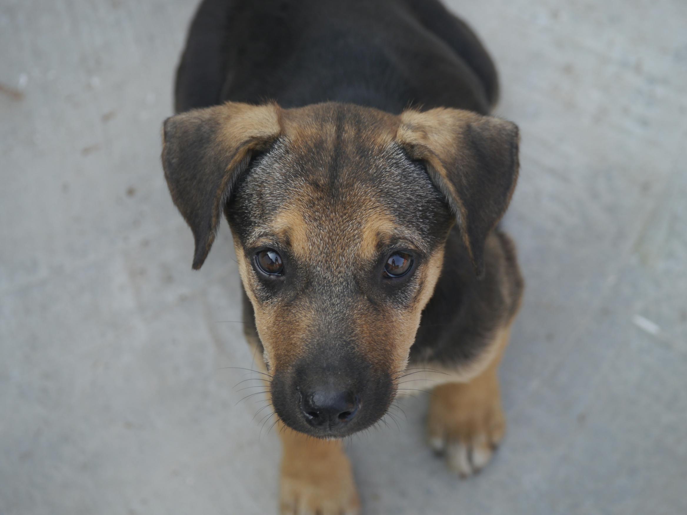 Close-Up Shot of a Puppy