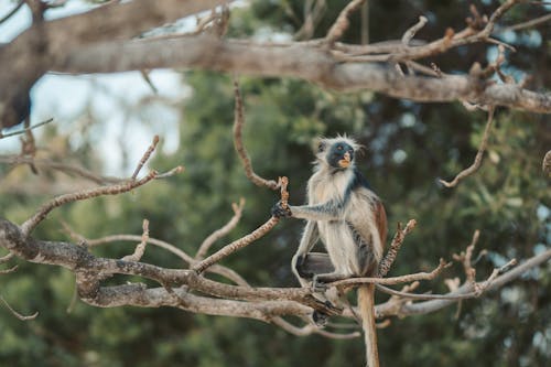 Gratis lagerfoto af abe, behåret, dyrefotografering