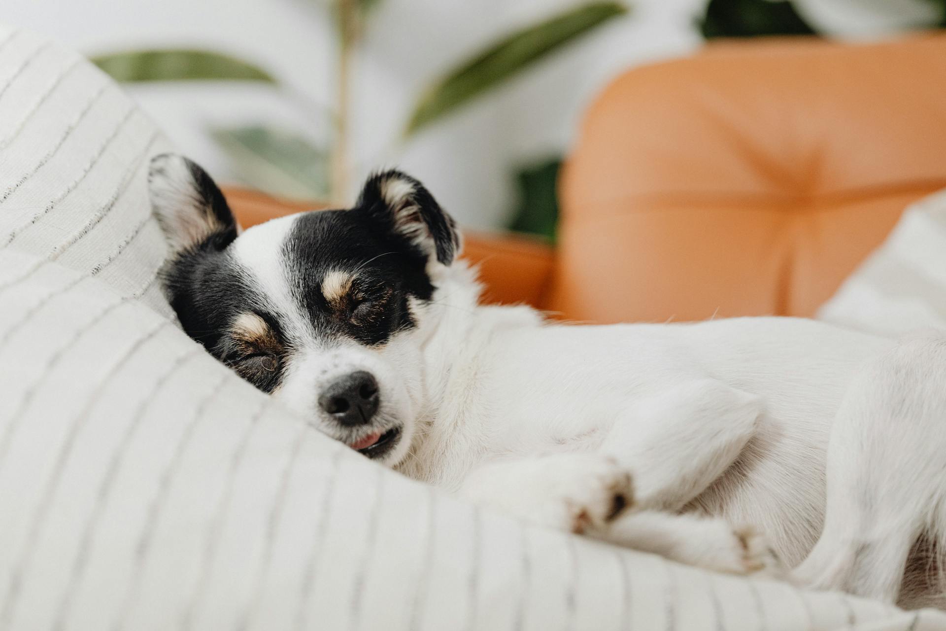 Petit chien blanc et noir qui dort