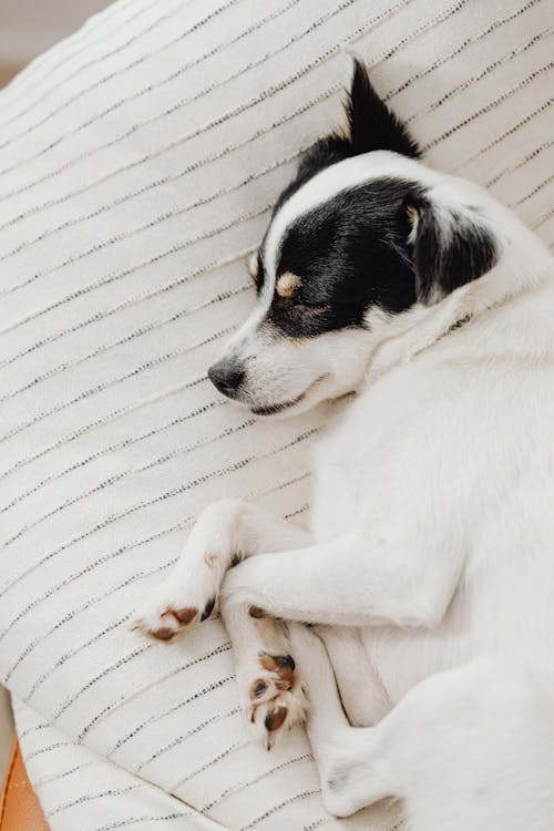 Free White and Black Dog Sleeping on Striped Couch Stock Photo