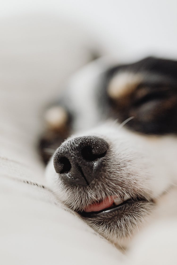 Black And White Dog Asleep