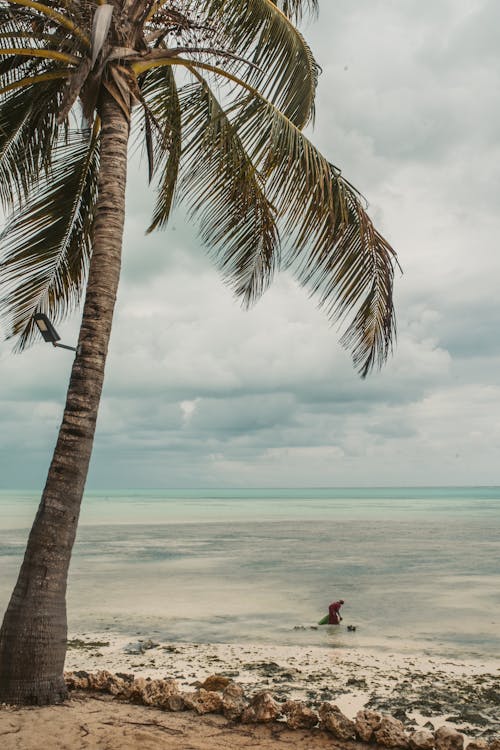 Tropical Beach with a Palm Tree on a Cloudy Day 