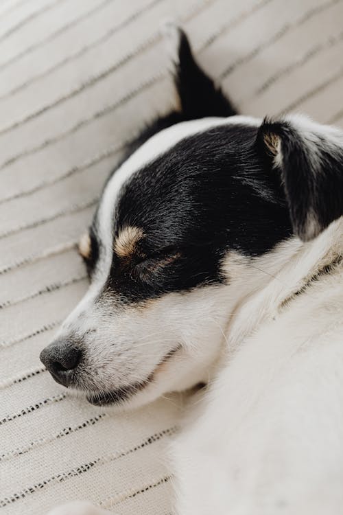 Gratis stockfoto met aanbiddelijk, babyhondje, dierenfotografie