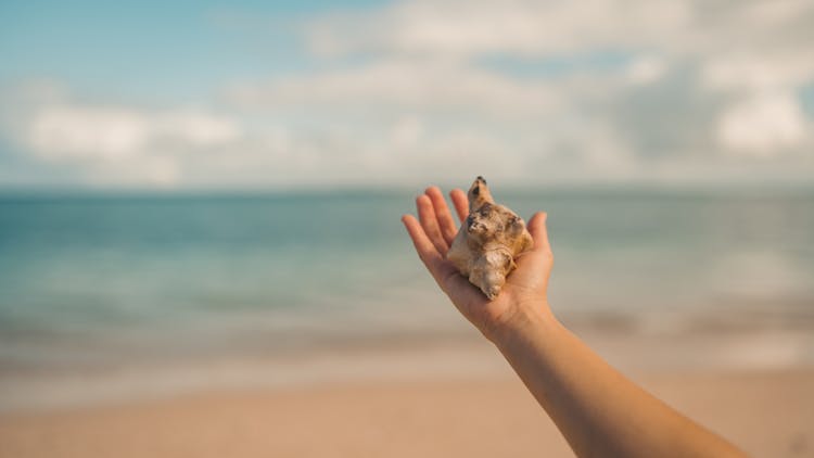 A Person Holding A Seashell