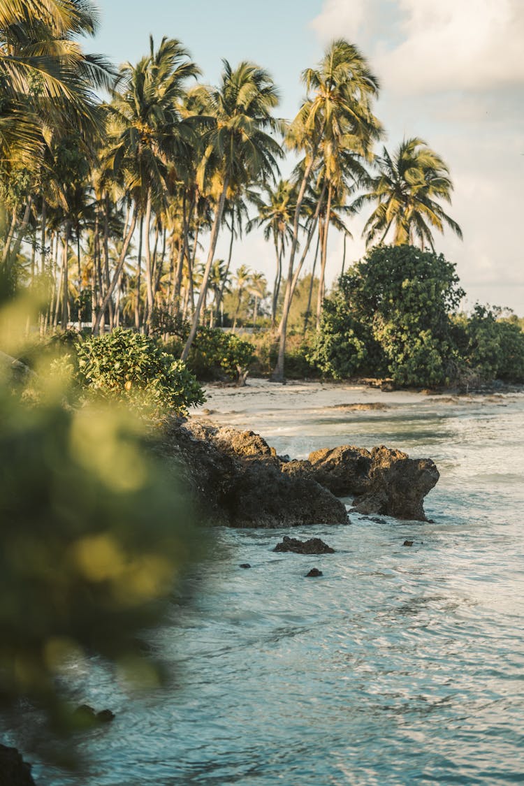 Tall Palm Trees Near The Seashore