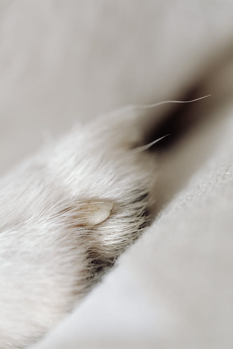 Macro Shot Of Animal Nail With White Fur