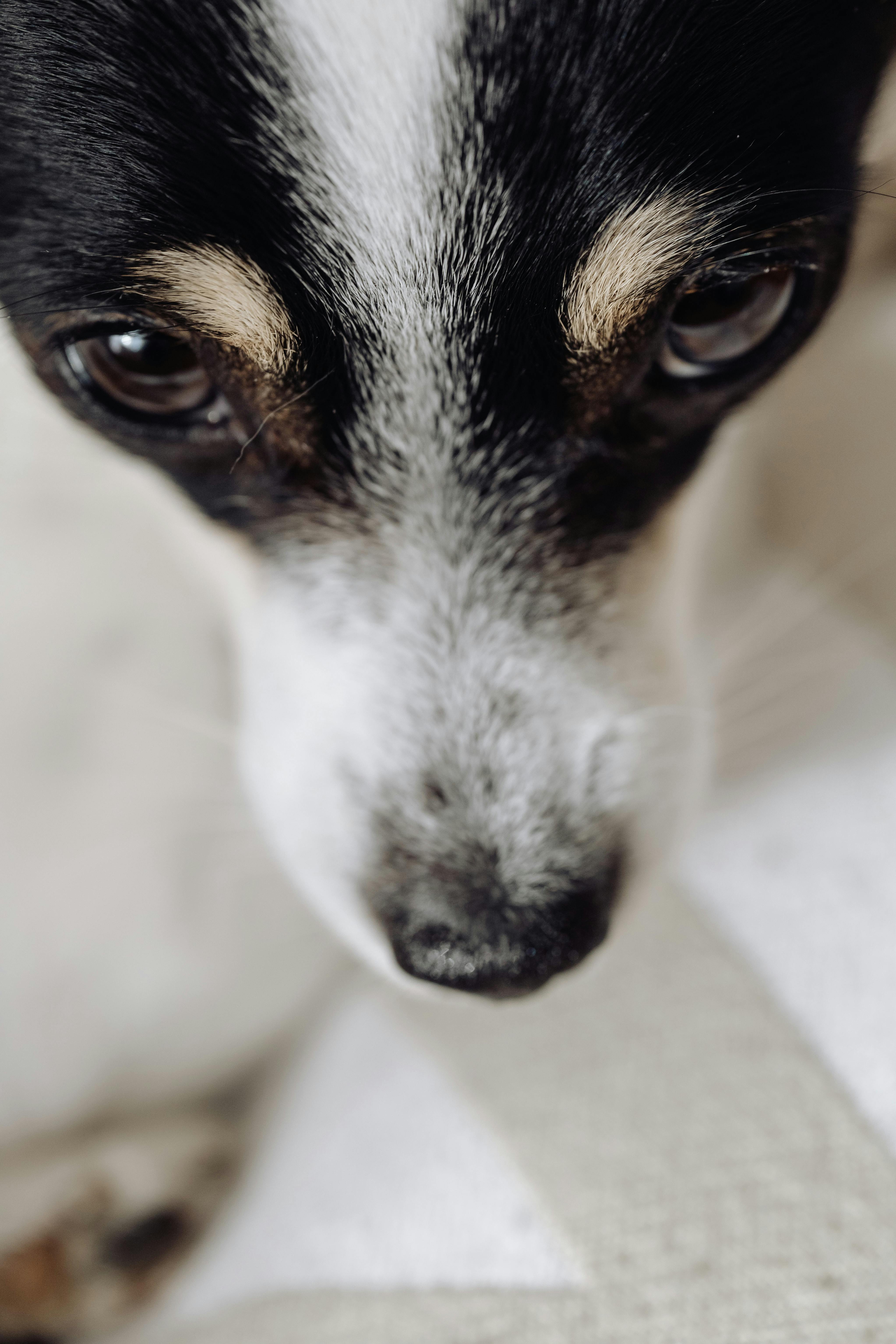 吉娃娃的特写肖像亲密地展示了其独特的表情特征