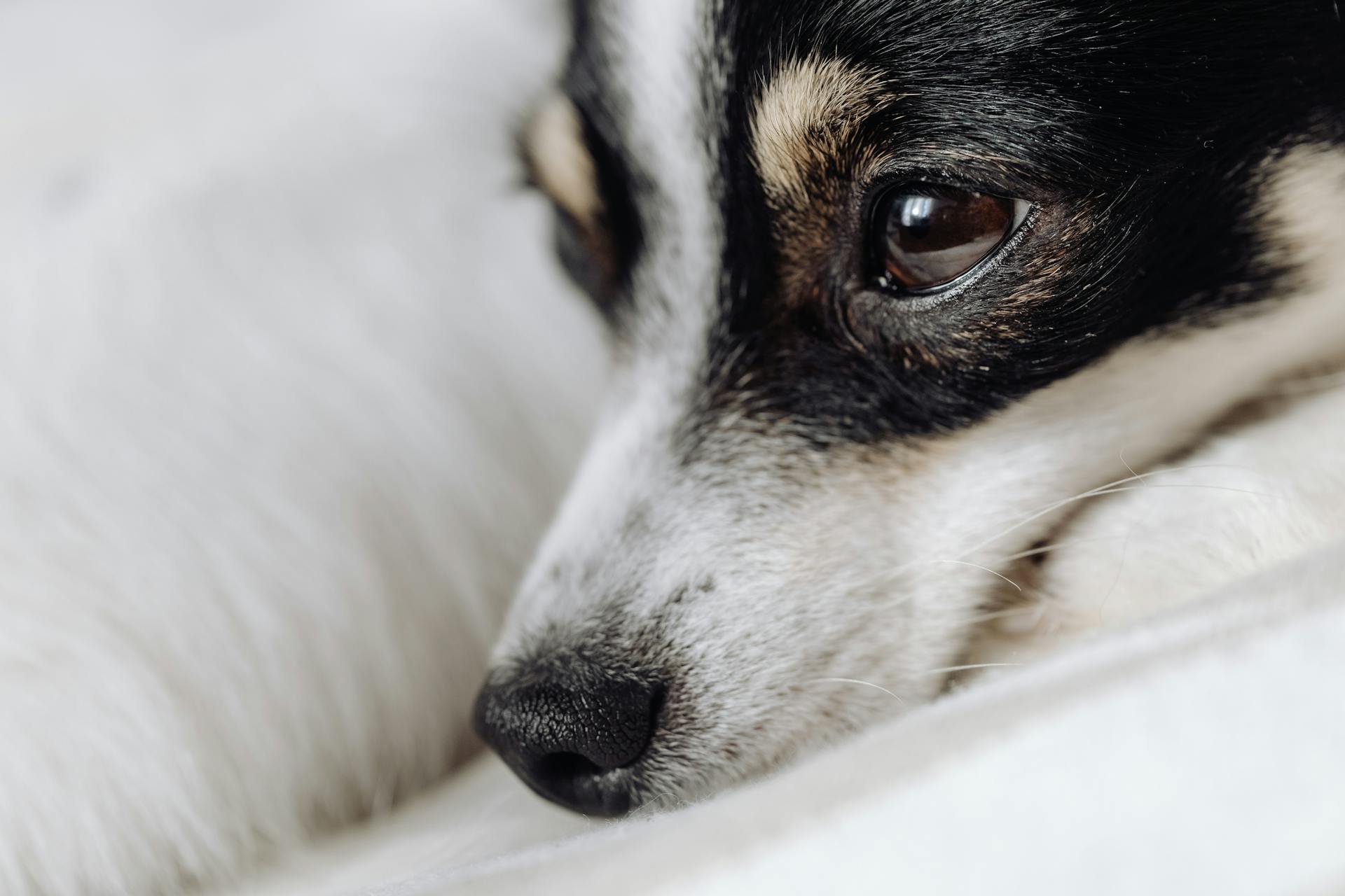 Close-up of Dog Nose