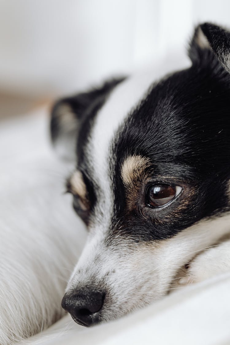 Headshot Of A Dog Lying On A Bed