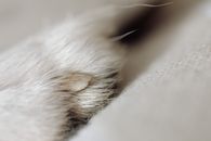 White Fur on White Textile