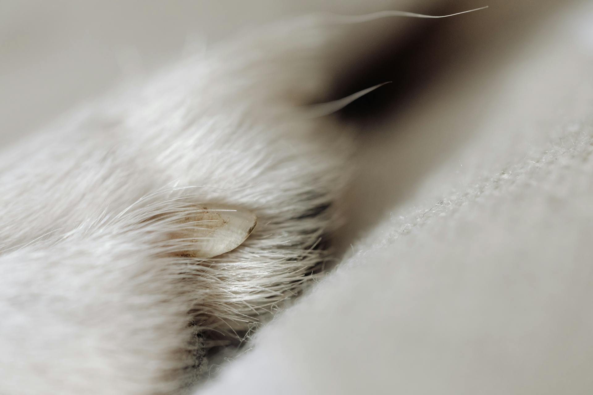 Animal Paw in Close Up Photography