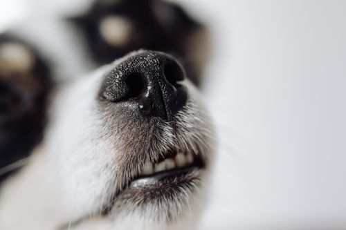 Free Detailed close-up of a dog's nose in selective focus, showcasing texture and detail. Stock Photo