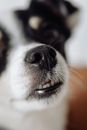 Black White and Brown Short Coated Dog
