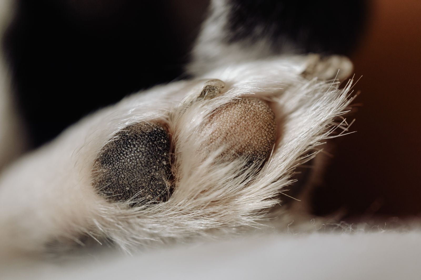Detailed close-up of a dog's paw and fur.