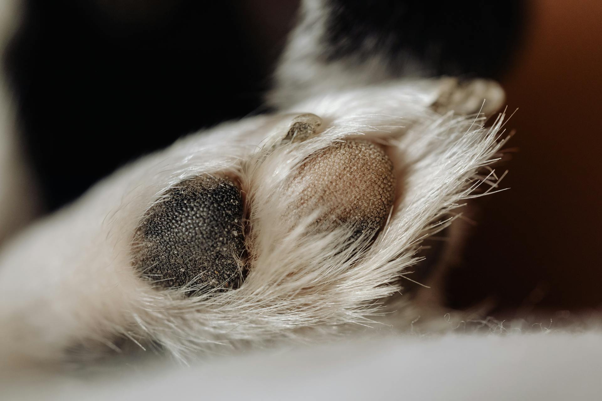 Close Up Photo of a Dog Paw