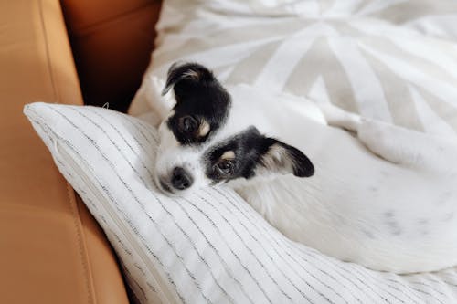 Portrait of Cute Dog Lying on Couch