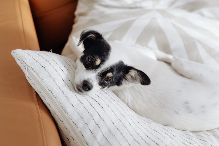 Portrait Of Cute Dog Lying On Couch