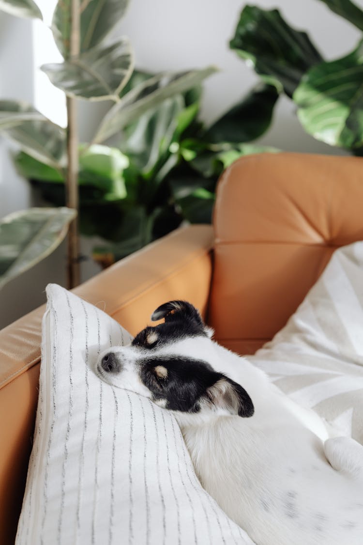 Cute Dog Lying On Couch