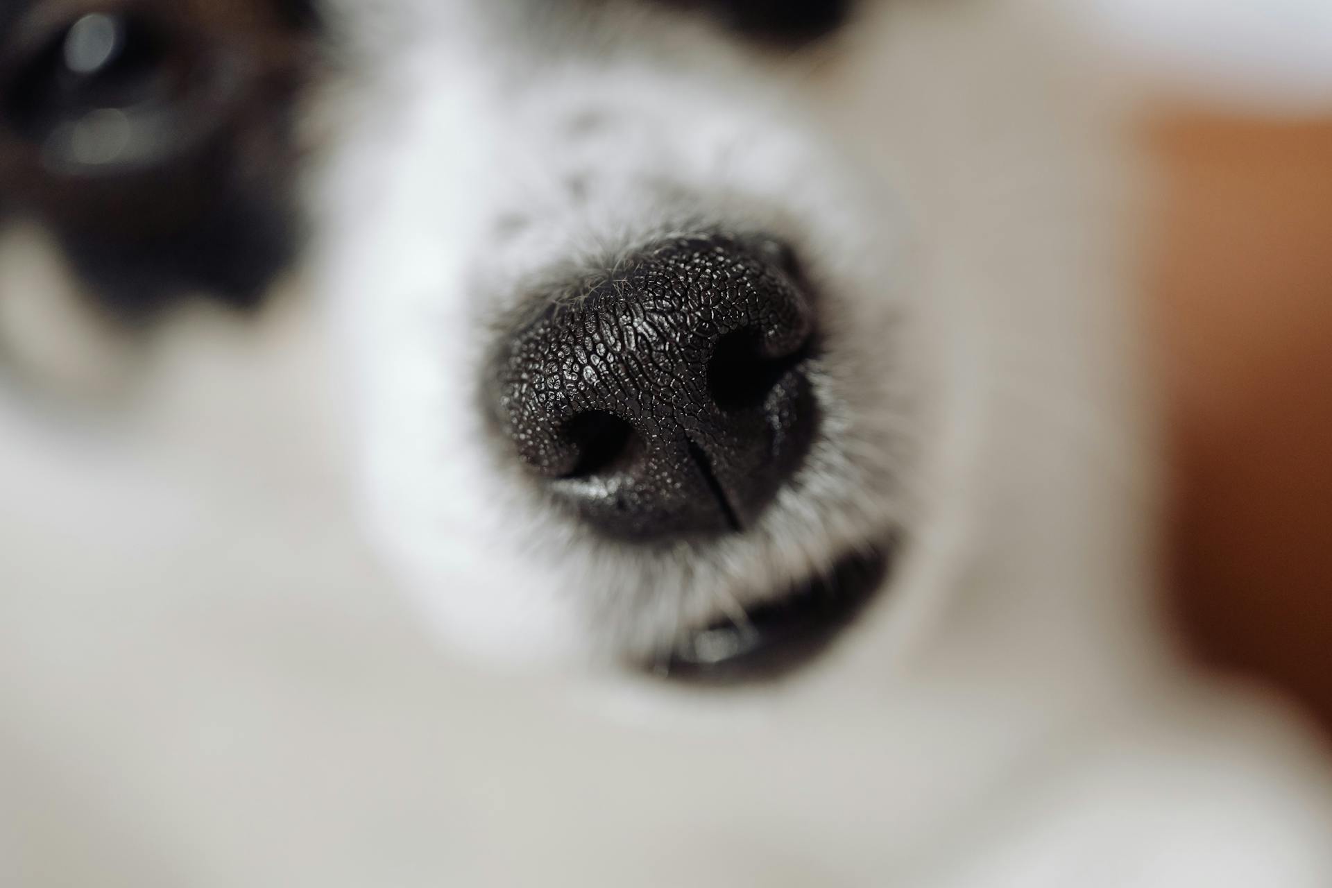 Close-up of Dog Nose on Blue Background