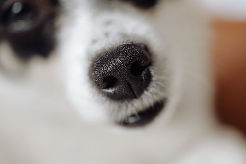 Free A detailed close-up of a puppy's nose, captured with selective focus for a cute and intimate pet portrait. Stock Photo