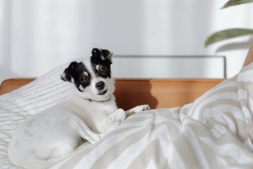 Dog Lying in a Bed and Looking at the Camera