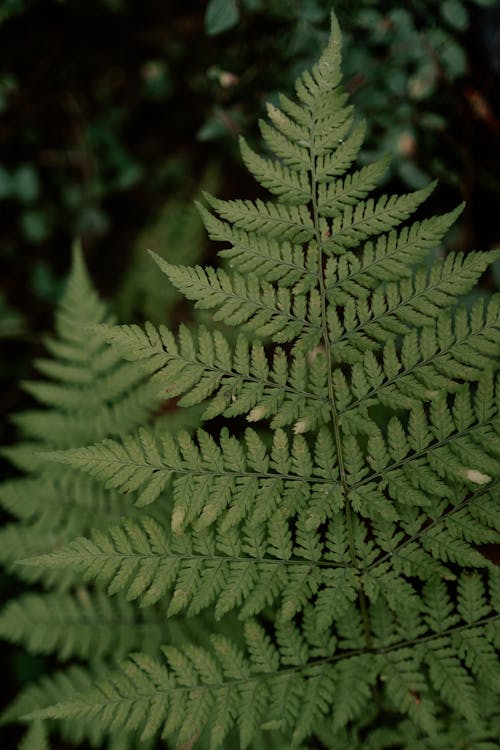 Green Leaves of a Fern Plant