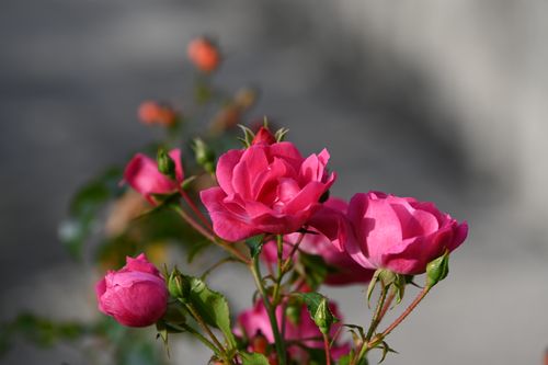 Free Close-up of vibrant pink roses flowering outdoors, showcasing natural beauty. Stock Photo
