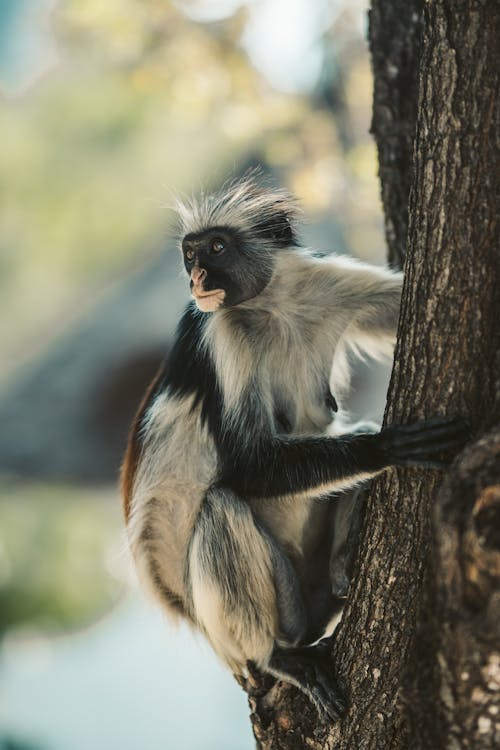 Close Up Photo of a Monkey